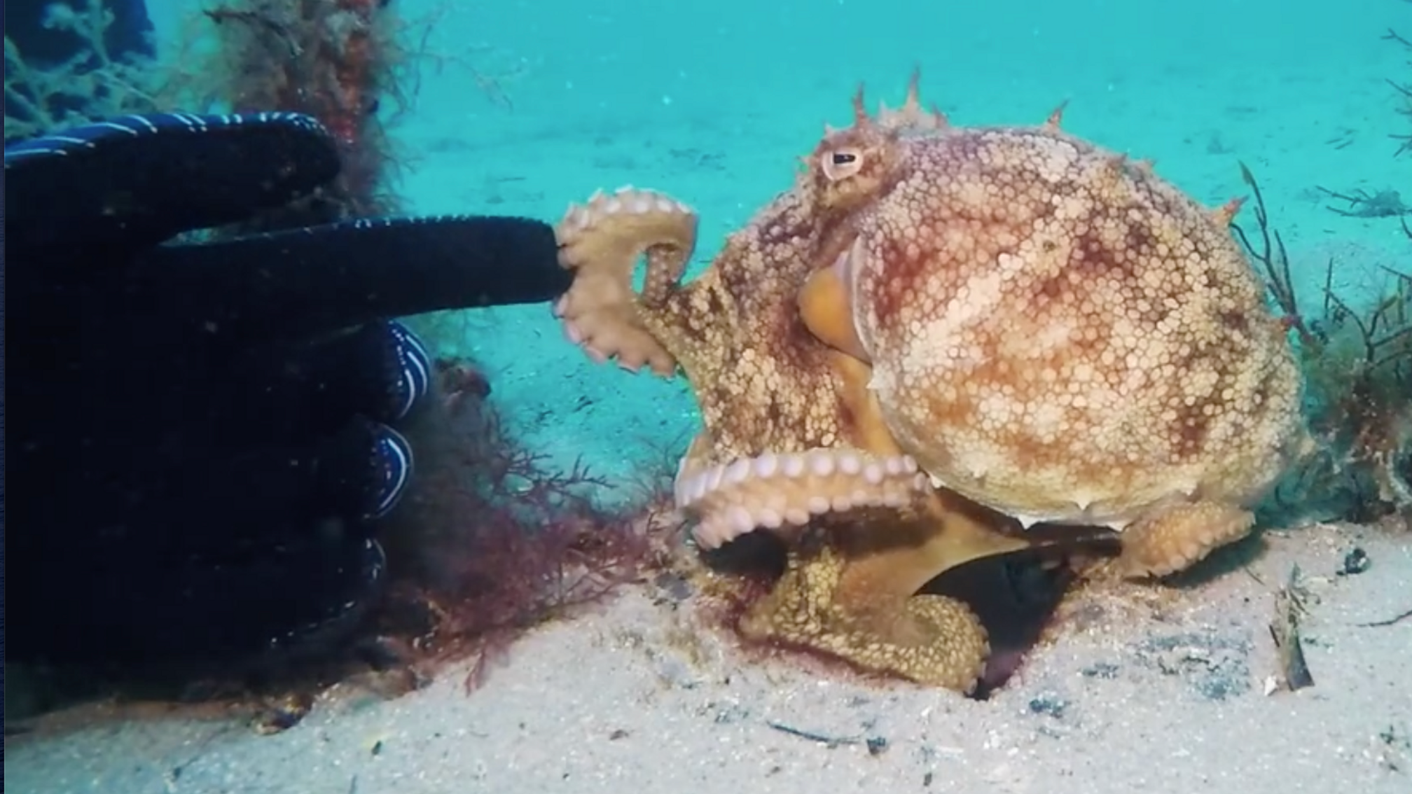 Cephalopods 2018